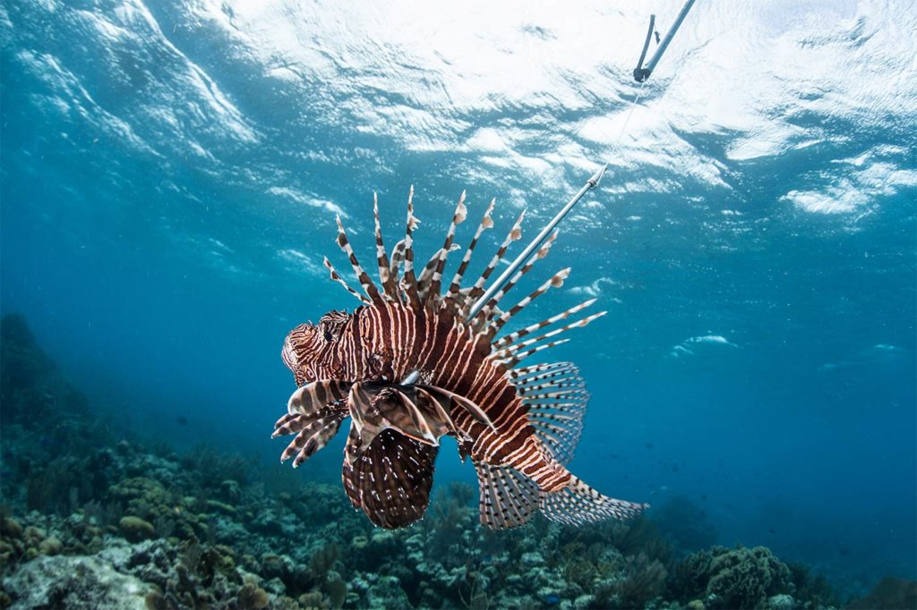 An underwater image of a Lionfish with a spear through it near rocky bottoms in Belize