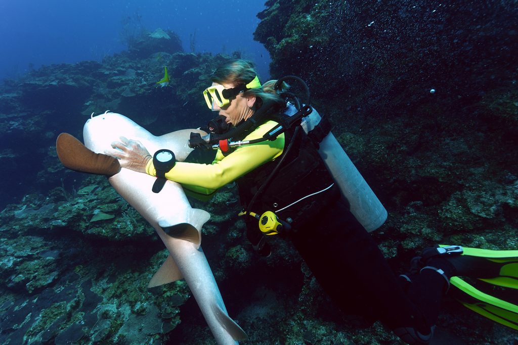 A scuba diver putting a Shark into a trance by turning it upside down and petting its belly