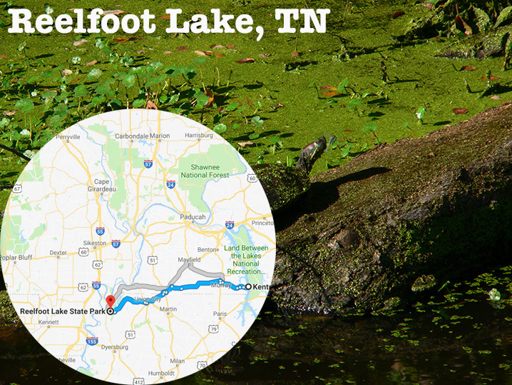 A turtle on a log on Reelfoot Lake and a map of the surrounding area, showing how to get from Reelfoot Lake to Kentucky Lake.