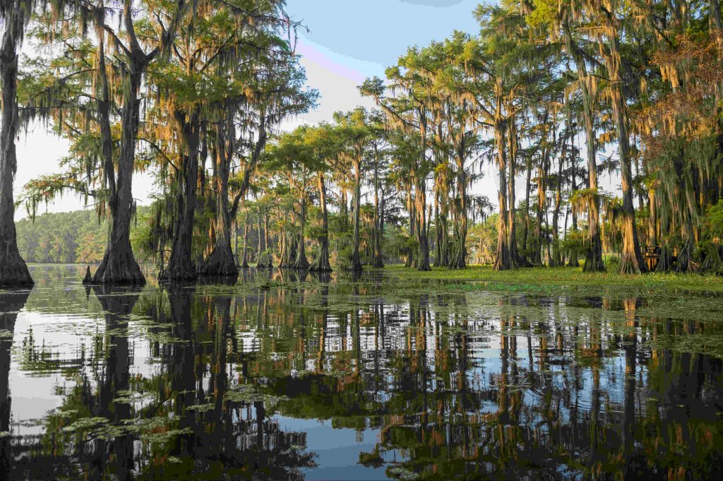 Caddo Lake's bayou, with trees and murky shallow waters
