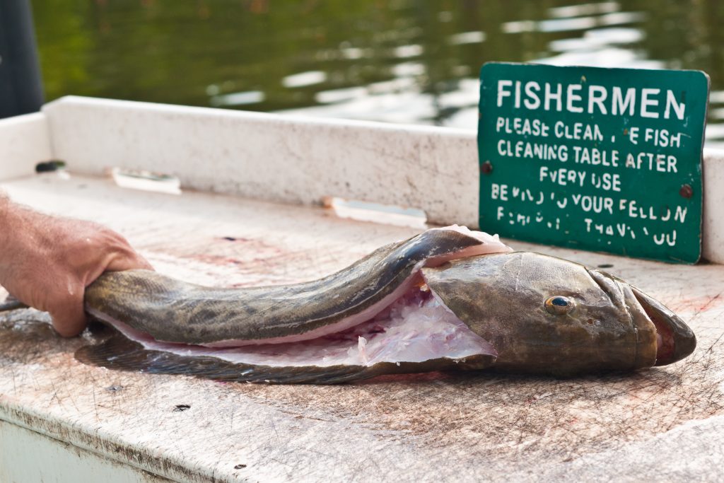 A Gag Grouper being filleted at the dock after a fishing trip