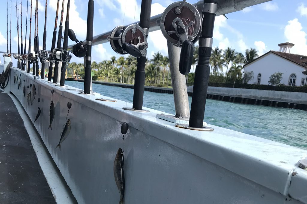 A line of fishing rods set up on the side of a charter boat, with whole fish baited onto the hooks