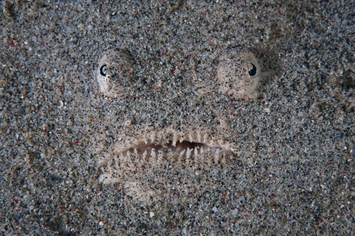 Northern Stargazer face staring out of the sand