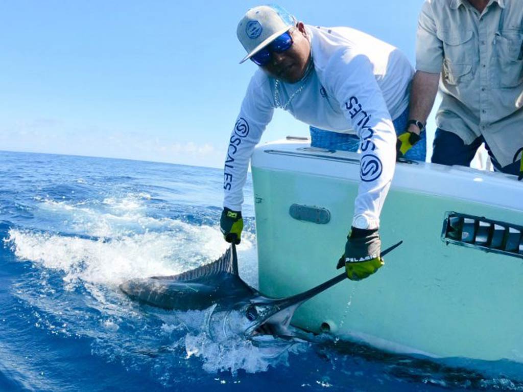 Catch and release fishing: A man in a white shirt and cap releasing a blue marlin from the side of a boat