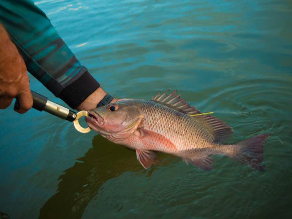 A Mangrove Snapper being held with a pair of lip grips before being safely released back into the water