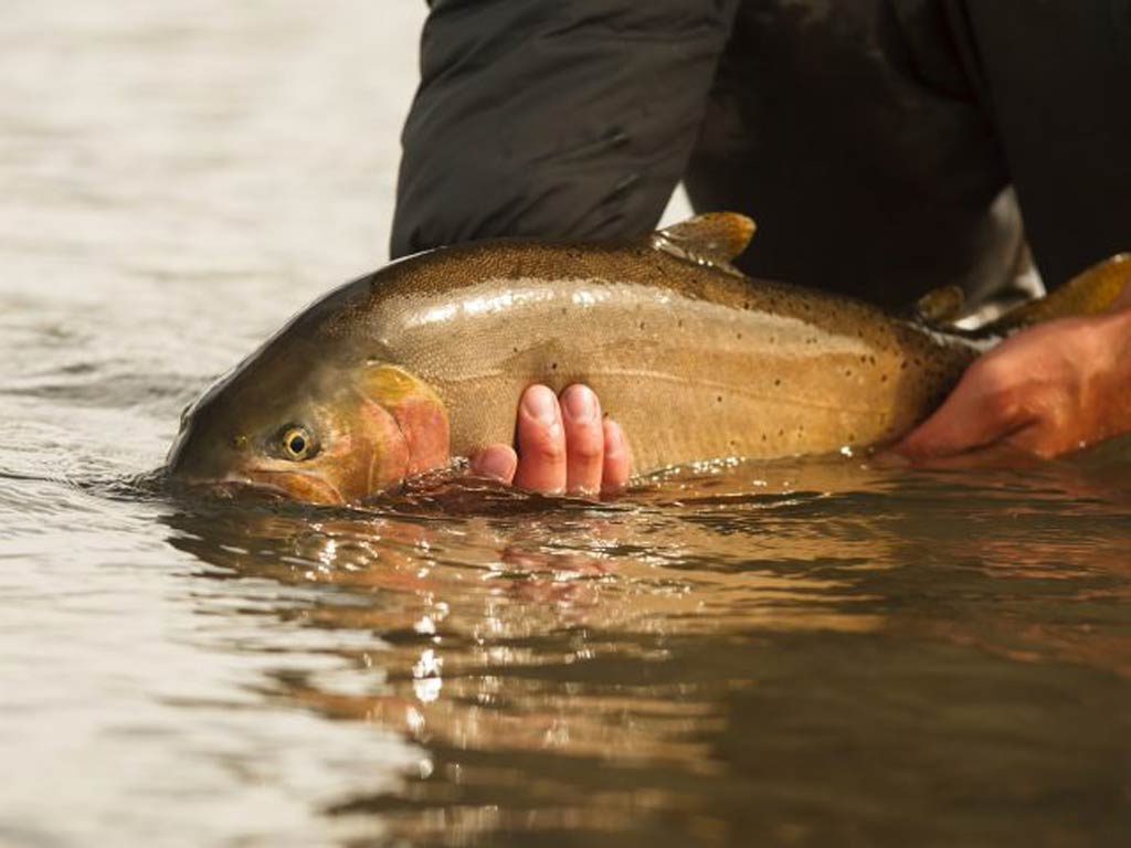 A photo featuring angler’s hands while releasing a Trout he previously caught