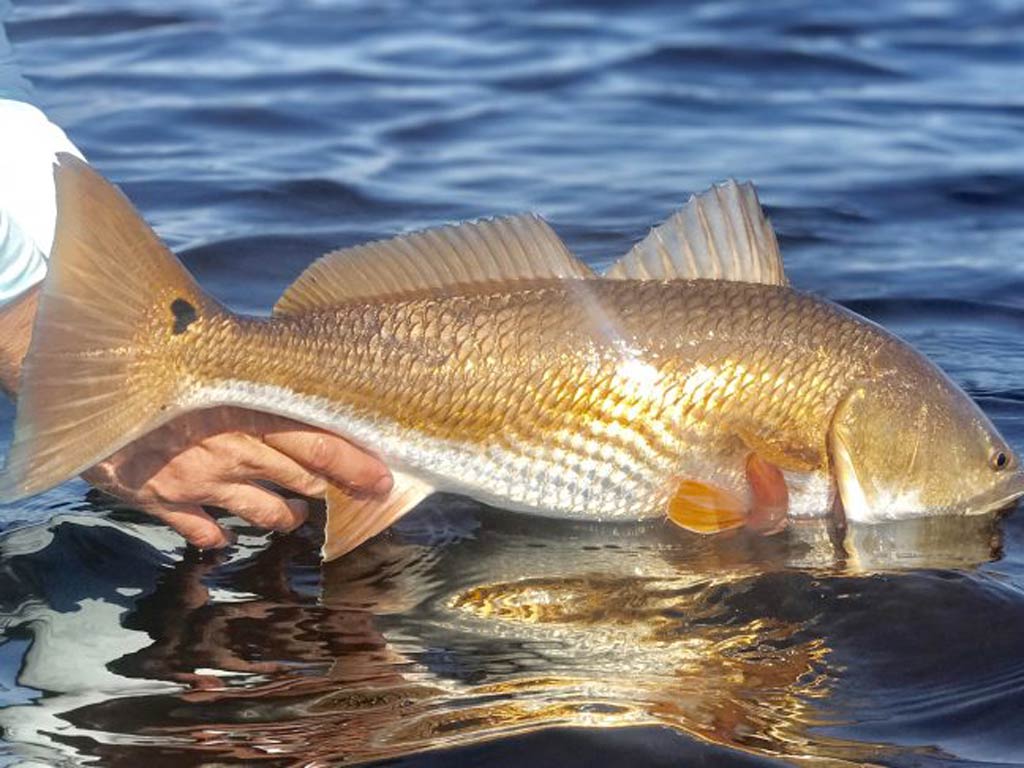 A Redfish being lowered into the water during a catch and release fishing trip