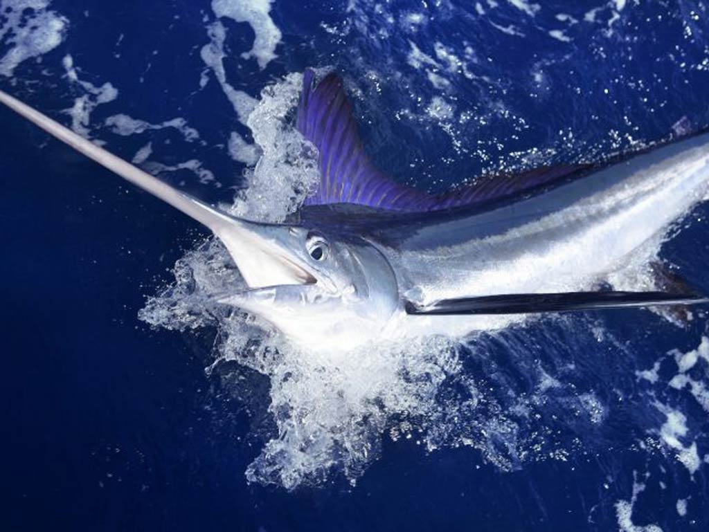 A photo of White Marlin fish bursting out of the water