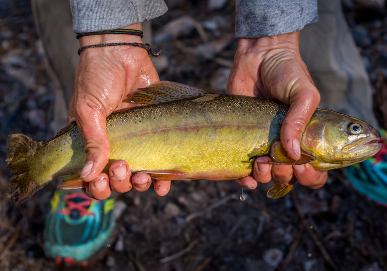 FishingBooker Trout of North America The Complete Guide