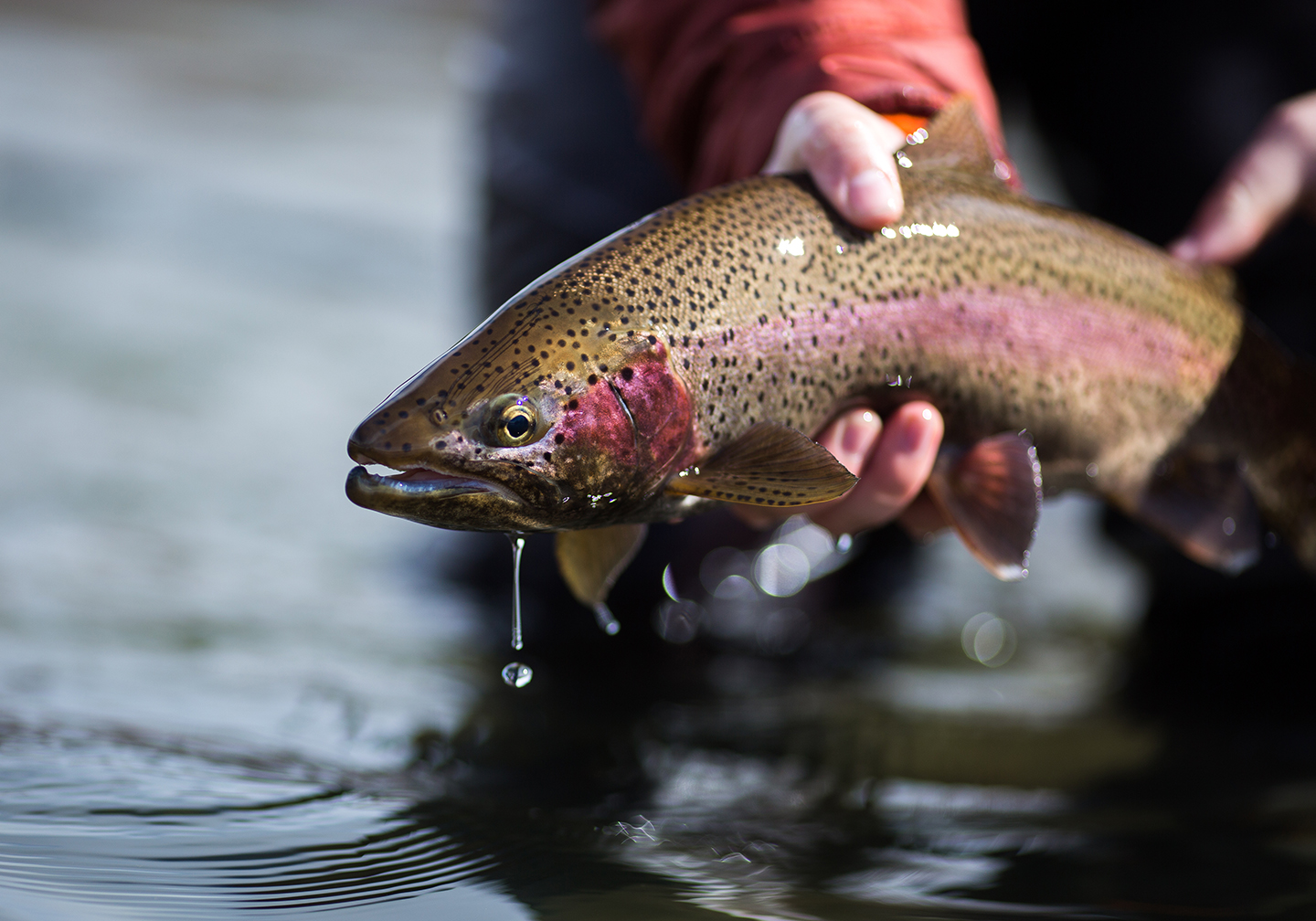 A Rainbow trout being held just out of the water before being released