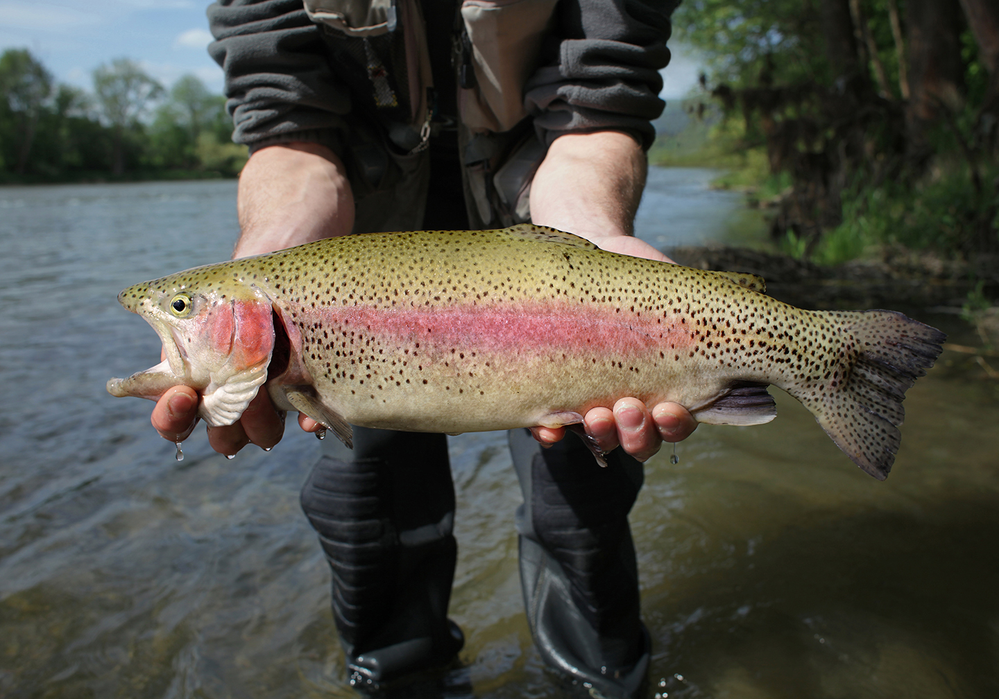 Fishing for rainbow trout - State Parks Blogs