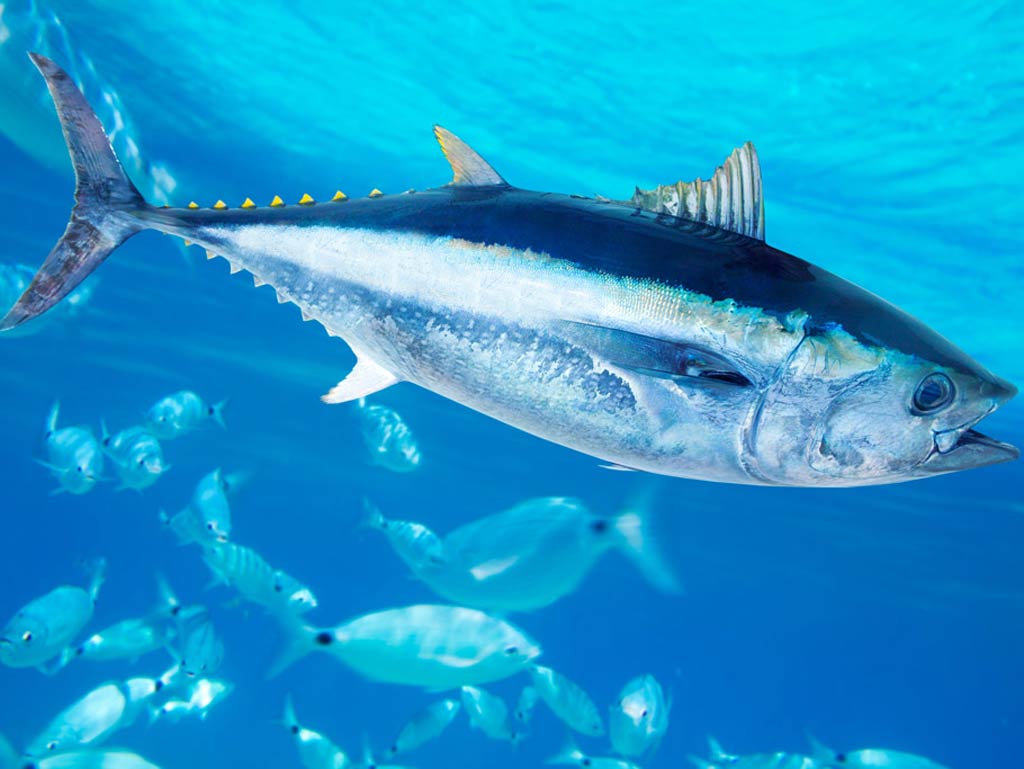 A large Bluefin Tuna swims in clear blue water, surrounded by a school of smaller fish. The scene captures an underwater marine environment during Tuna migration season