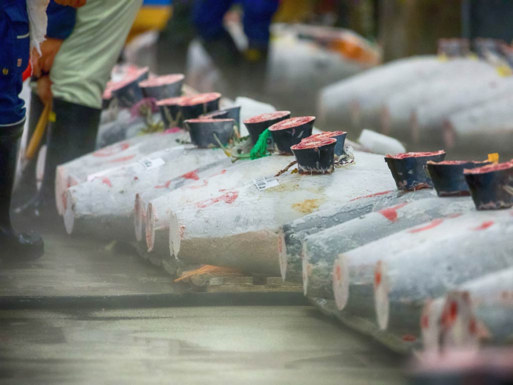Rows of frozen Bluefin Tuna lie in neat lines on the floor, each topped with a small black container. The nearby boots indicate an auction or fish market setting, capturing a moment in the Bluefin Tuna migration journey from ocean to table.