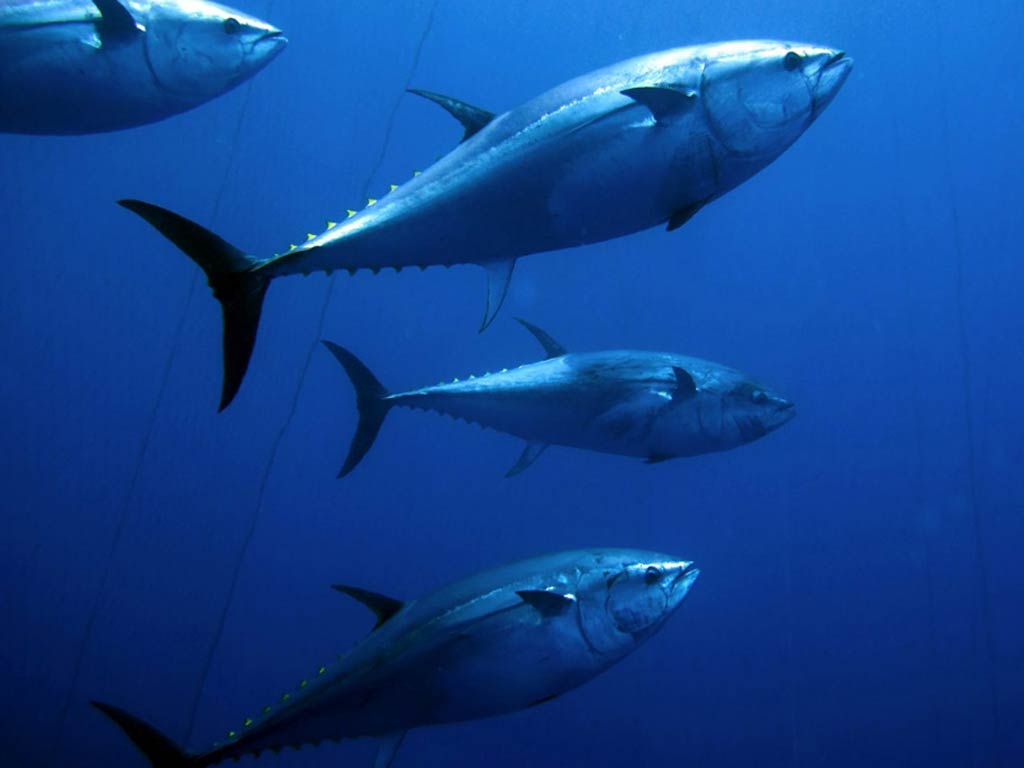 Four large Bluefin Tuna swim in the deep blue waters, their metallic blue-gray scales glistening alongside yellow fins as they gracefully navigate the underwater realm. The dimly lit environment captures a moment in their epic migration journey.