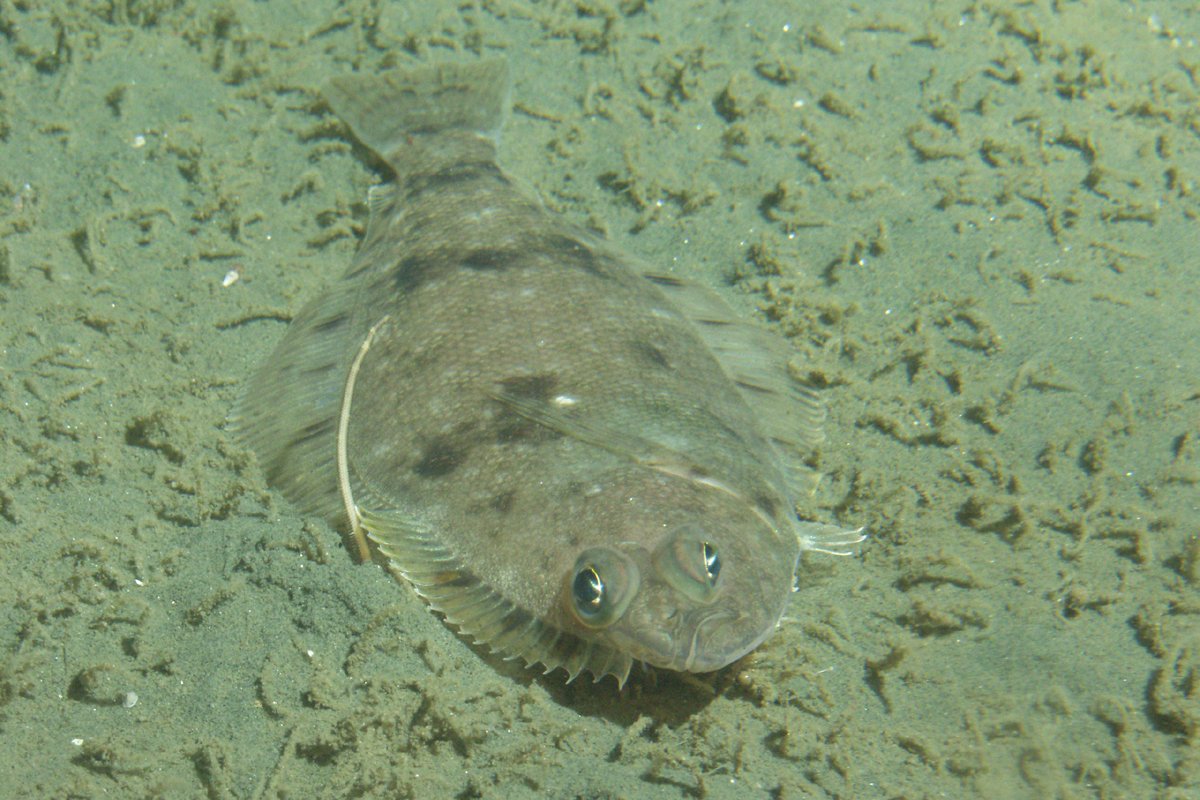 Types of Flatfish the Complete Guide