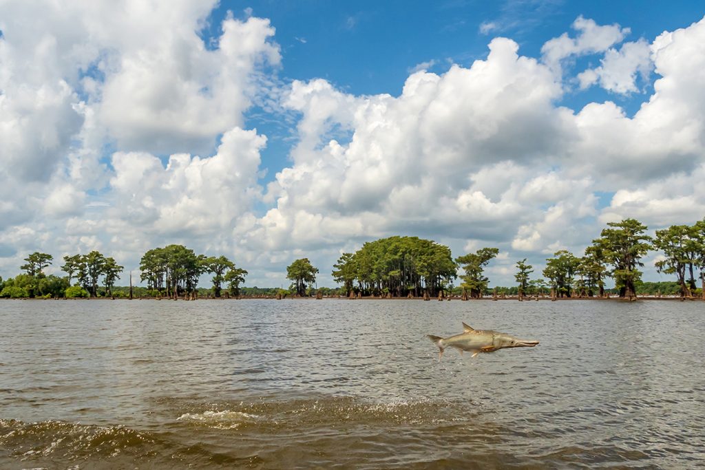 A fish jumping out of the water in Louisiana's Atchafalaya National Wildlife Refuge.