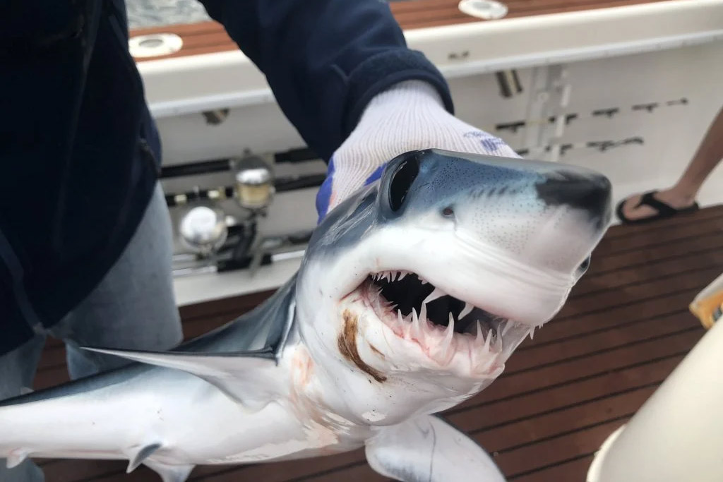 A closeup photo of a Mako Shark as its being held by an angler on a boat, the fish's mouth are slightly open, showing its razor sharp teeth.