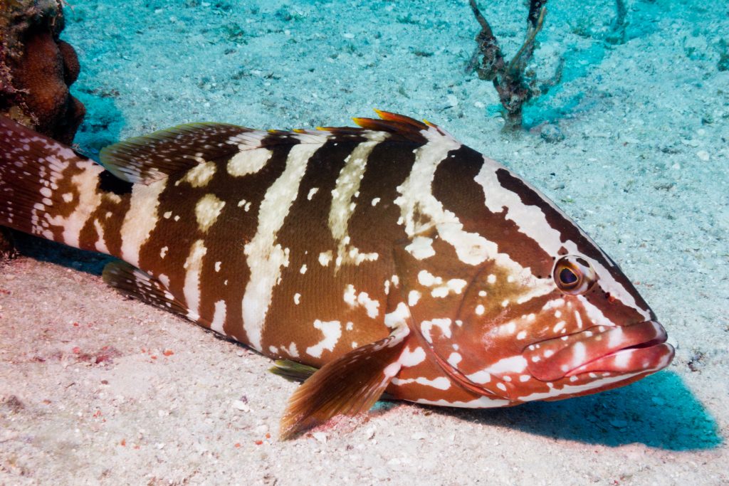 An underwater image of a Nassau Grouper swimming along a sandy bottom surface