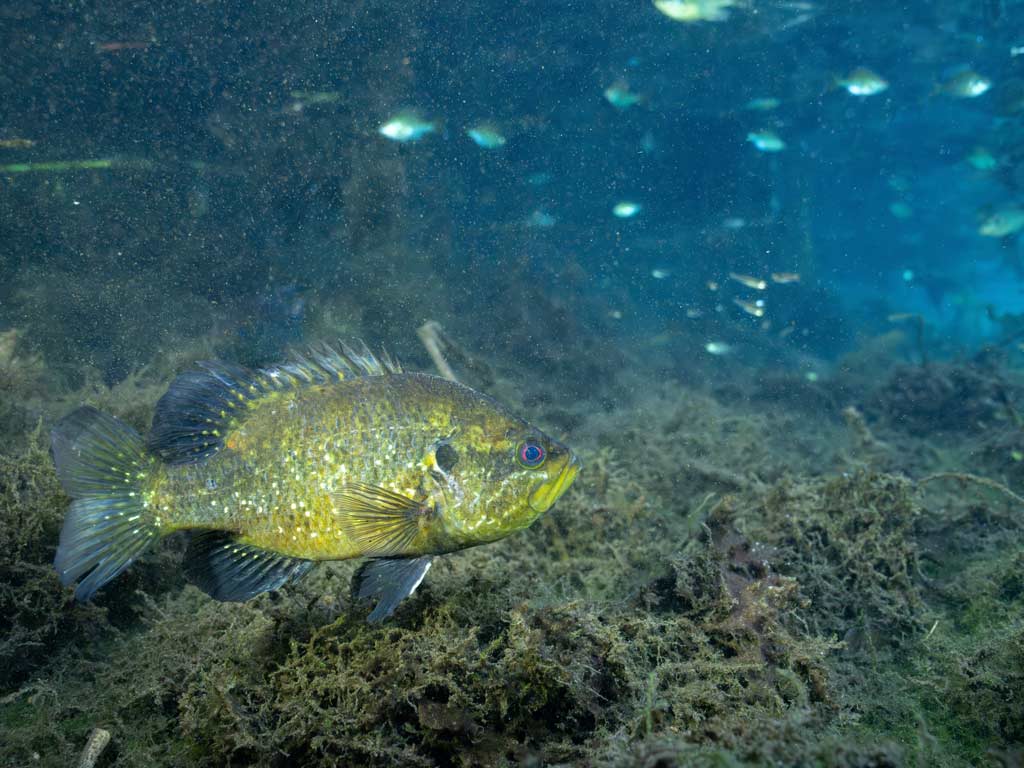 A view of a Warmouth Sunfish swimming underwater.