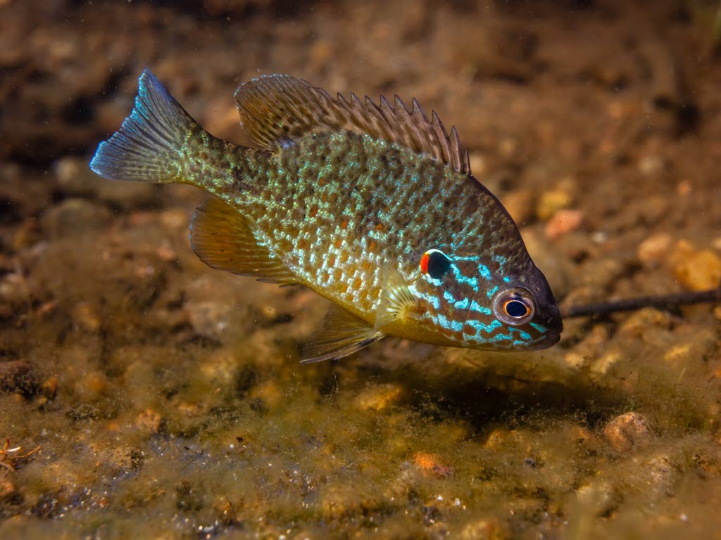 A Pumpkinseed Sunfish swimming underwater near the bottom.