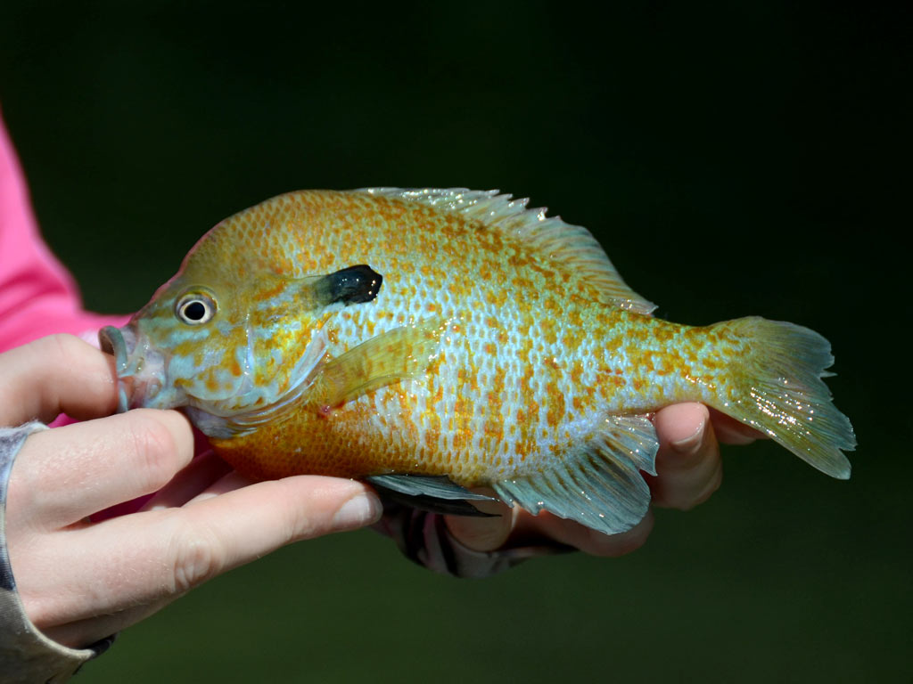 A closeup of a Redbreast Sunfish being held in a person's hands.