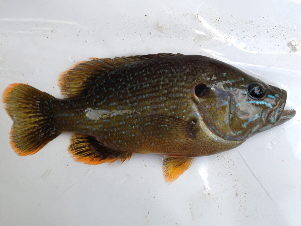A Green Sunfish lying on a white surface.