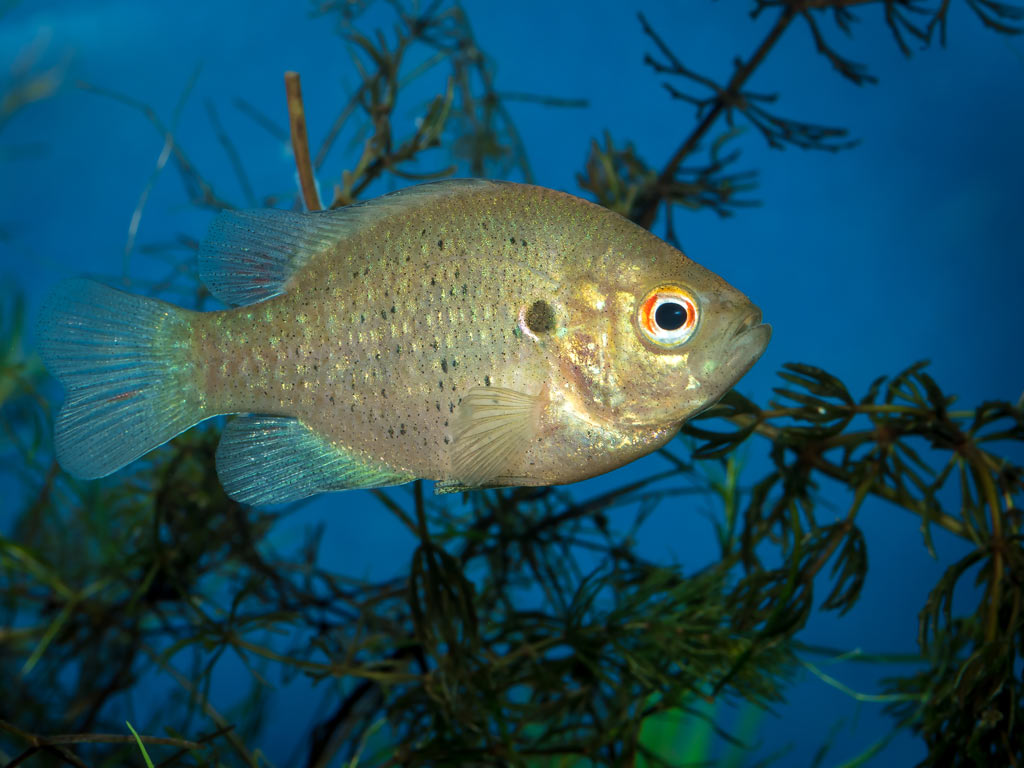 A Redear Sunfish swimming underwater with vegetation behind it.