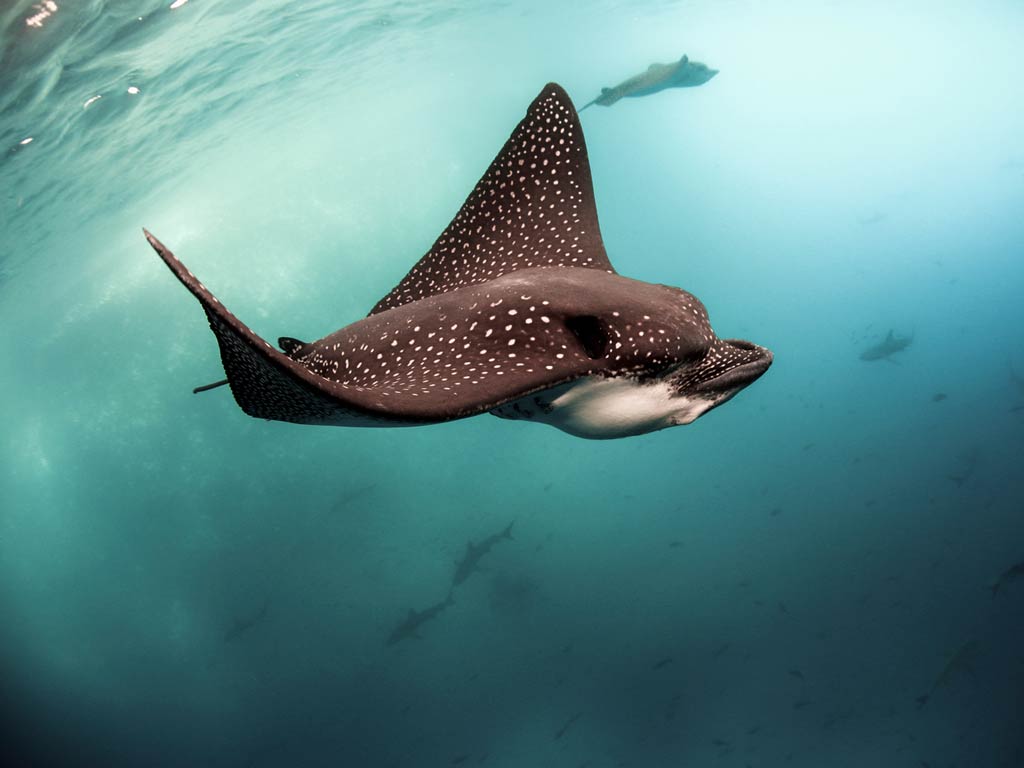 A photo featuring Spotted Eagle Ray swimming under the water and near the surface