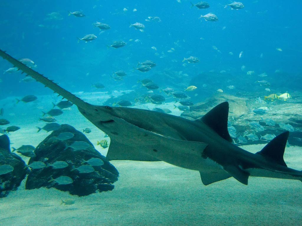 A photo featuring a big Sawfish swimming under the water and near the seafloor surrounded with school of different fish species