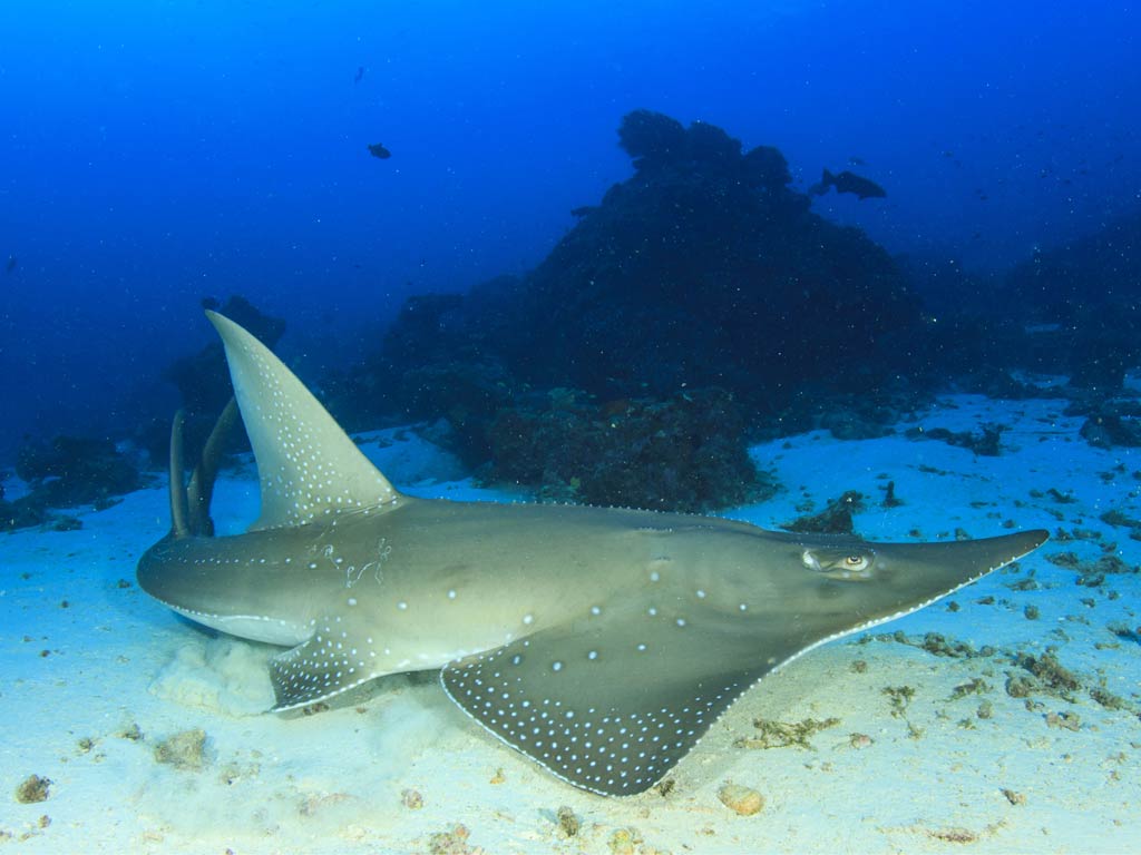 A photo featuring Guitarfish swimming under the water near the seafloor and next to the rocks