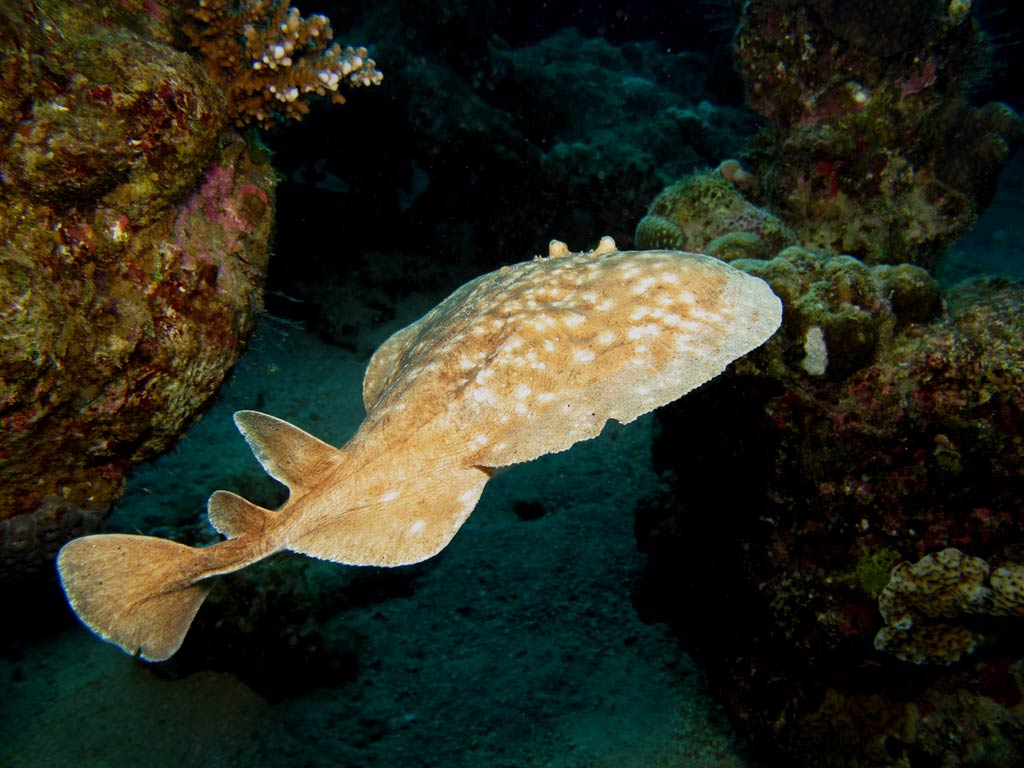 A photo featuring a Torpedo Ray swimming under the water near the seafloor and next to the rocks