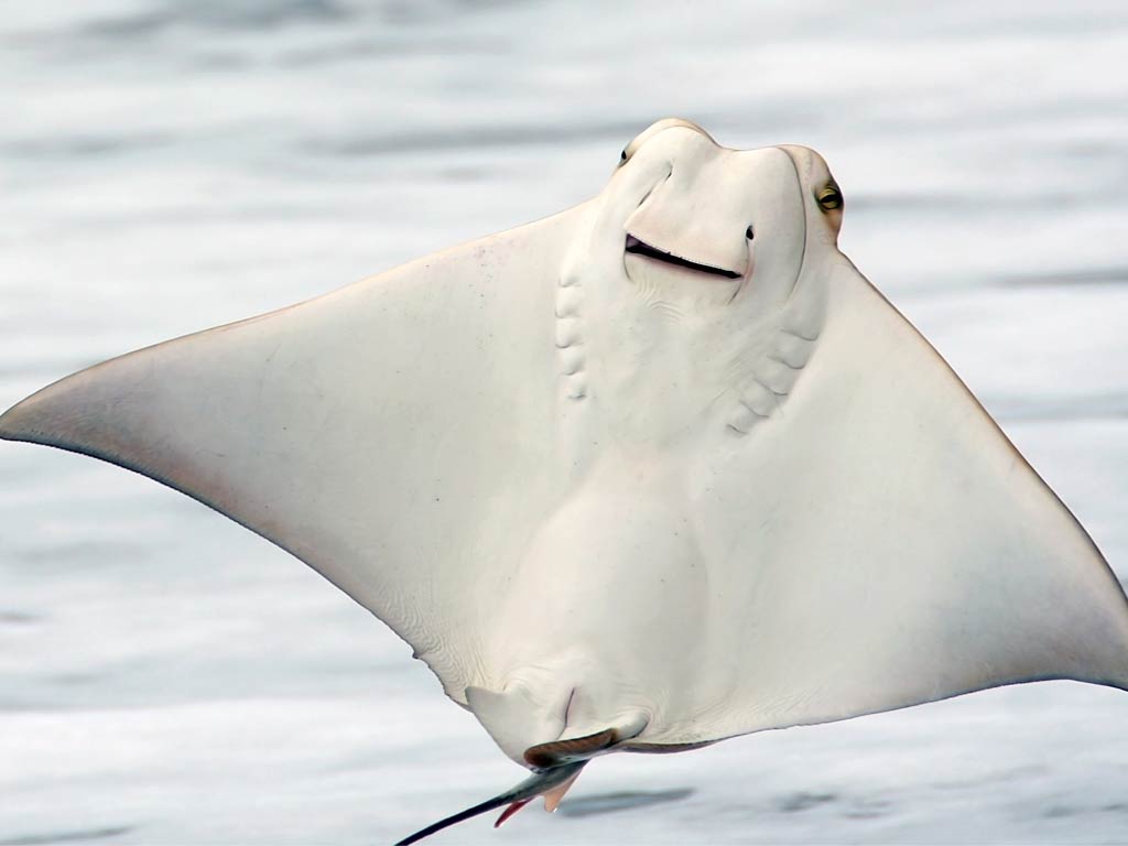 A photo featuring a cute Cow Nose Ray jumping out of the water and posing for a camera