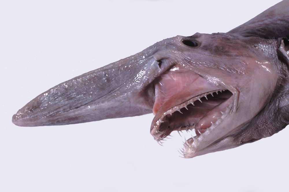 a goblin shark