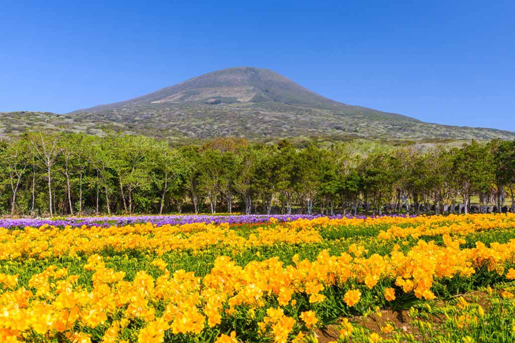 A field of yellow flowers with trees and Mt. Hachijo-Fuji in the background on a clear sunny day, Japan