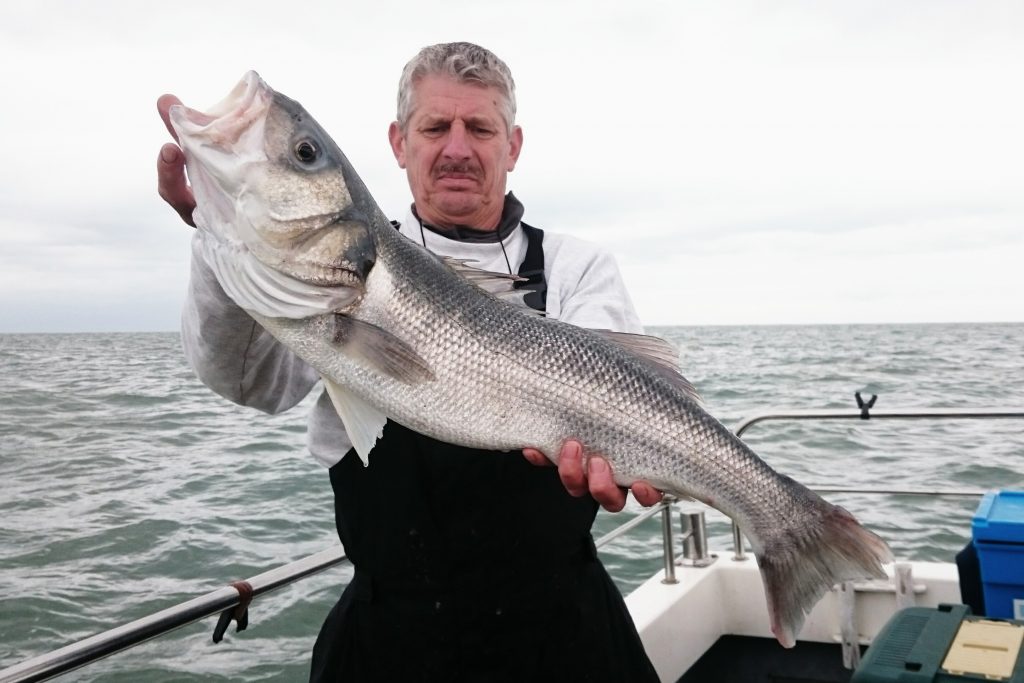 A frowning fisherman holding a large Seabass on a boat