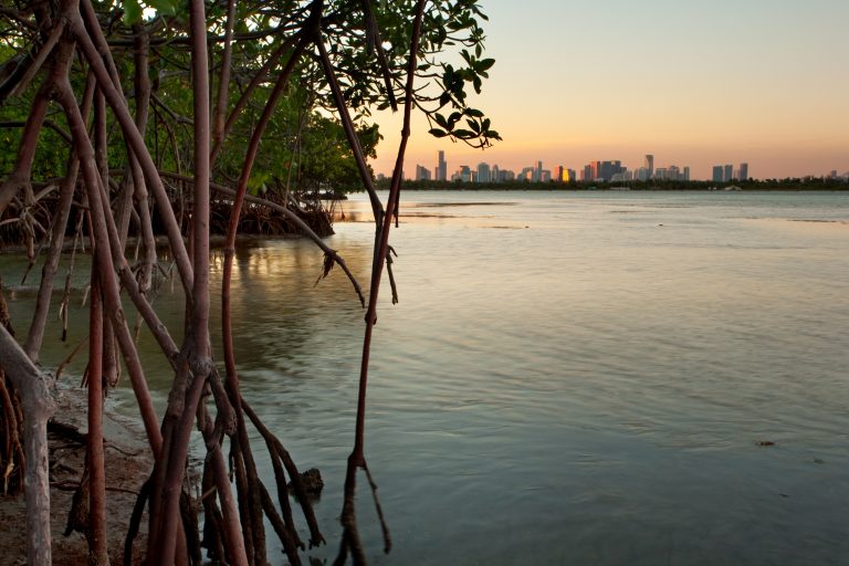 Fishing in MIAMI: The Complete Guide