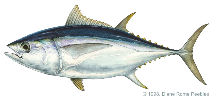 Bigeye Tuna