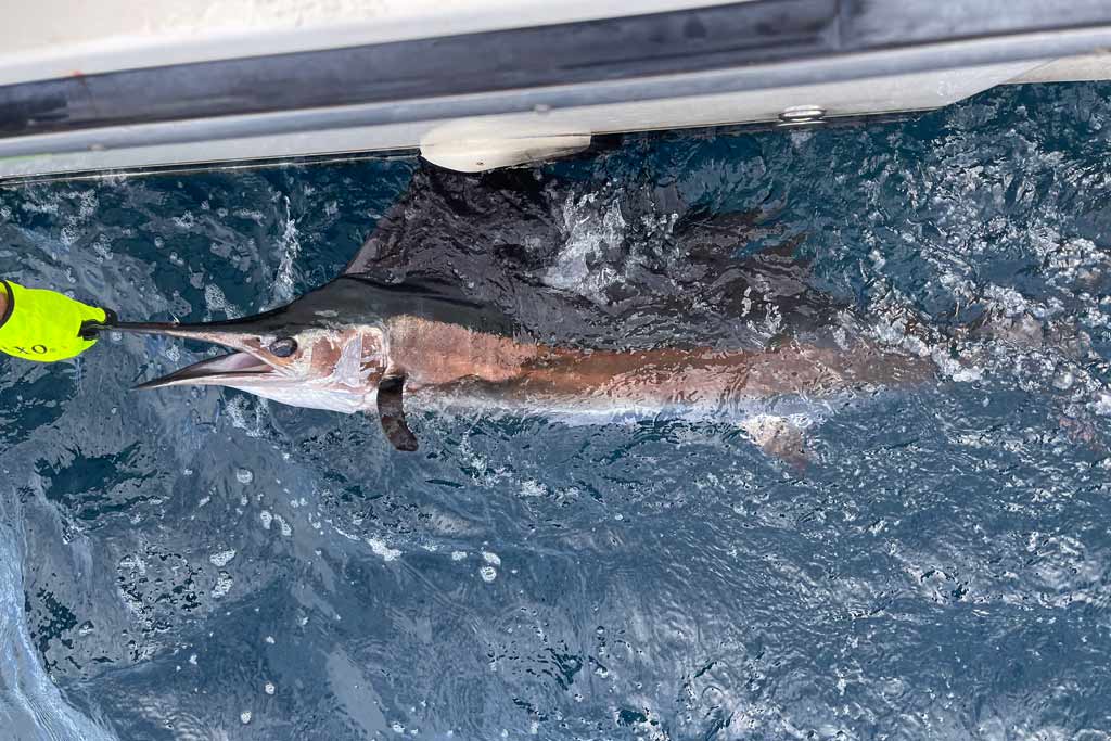 Sailfish in the water, hooked on a fishing line, a fisherman's gloved hand holding the fish by the bill