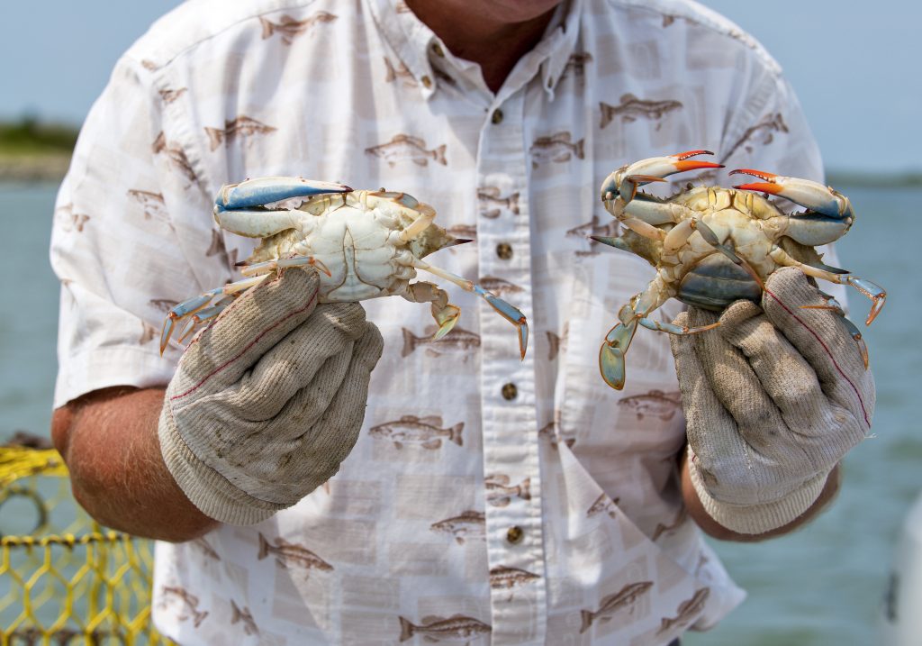 A mid-rift shot of a man in a white shirt and gloves holding two Blue Crabs, with the focus on the Crabs