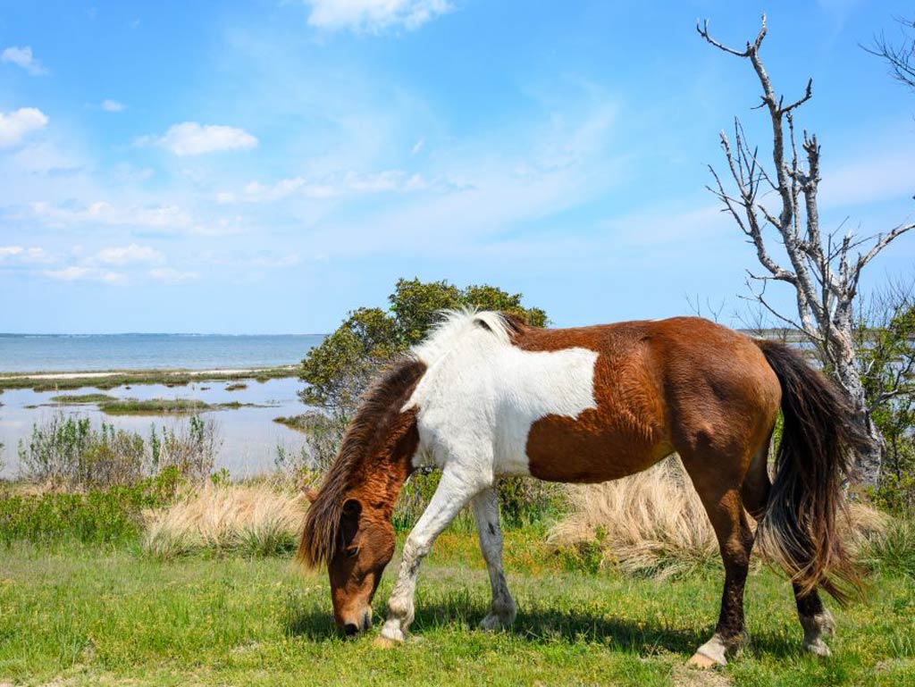 A photo of a brown and white horse grazing grass near the water in Assateague park in Virginia during a sunny day