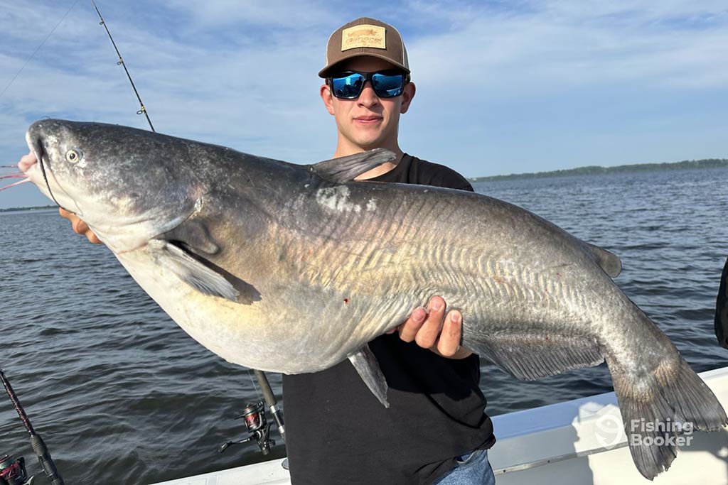 A man in a baseball cap and sunglasses struggling to hold an enormous Catfish on a boat on the Susquehanna River in summer