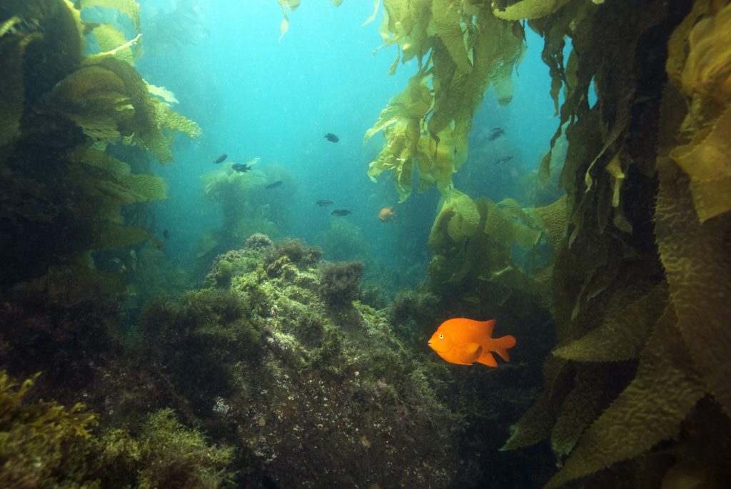A rocky underwater reef near Catalina Island, California. A Garibaldi fish swims in the foreground and giant kelp is visible in the distance.