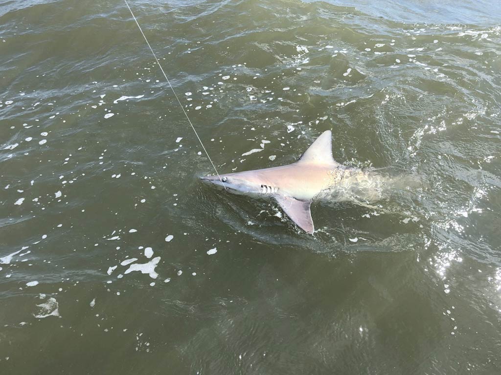 A photo featuring a Shark in the water with a fishing hook in its mouth