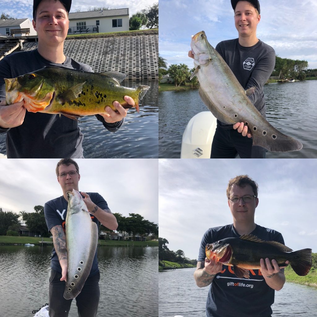 4 photos in a collage of anglers holding Bass and Clown Knife Fish