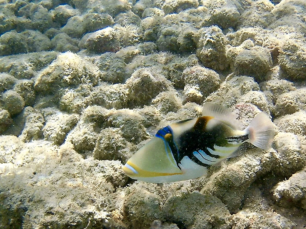 An underwater image of a Reef Triggerfish, also known as Humuhumunukunukuapua`a in Hawaii – its official state fish.