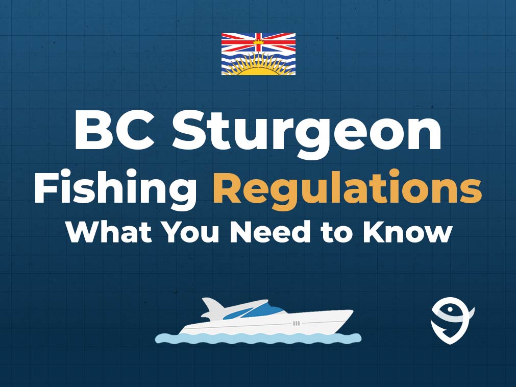 An infographic showing the flag of British Columbia along with text that says "BC Sturgeon Fishing Regulations What You Need to Know" against a dark blue background and above a vector of a boat and the FishingBooker logo