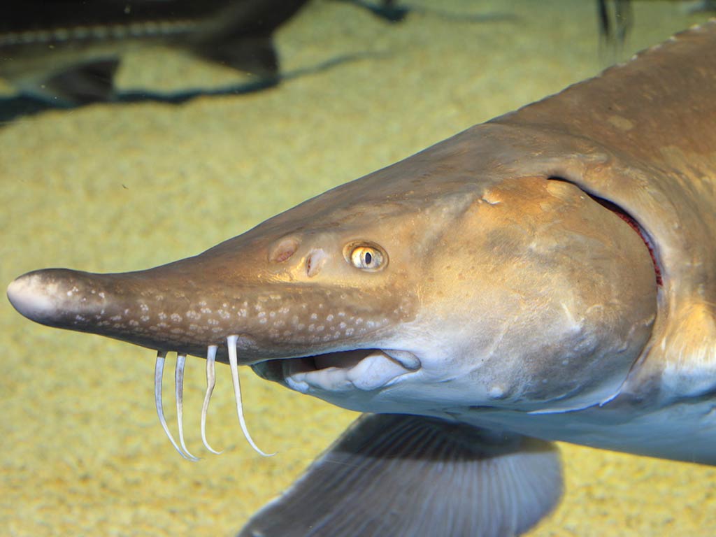 A closeup of the face of a Green Sturgeon underwater, almost as though it's looking towards the camera