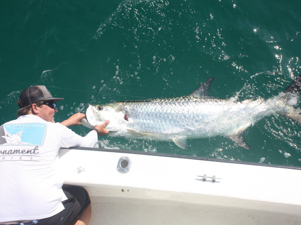 A photo of huge Tarpon in the water, with an angler standing in a boat, holding it by its mouth