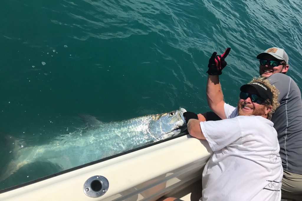 Two anglers holding a large Tarpon alongside their boat before releasing it