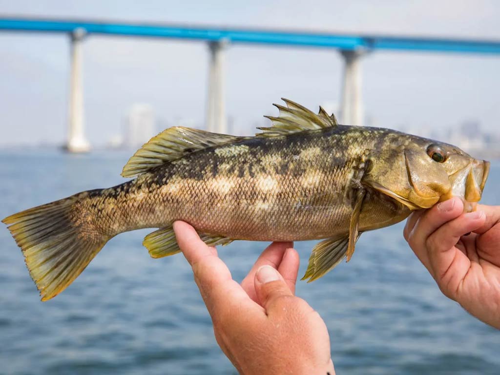 A photo featuring angler’s hands while holding a decent Calico Bass typically caught in Southern California 